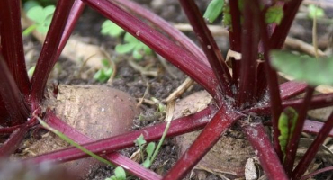Jak přesadit řepu po proředění venku
